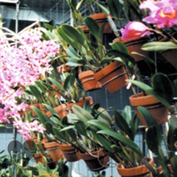 UNBRANDED Vintage Terra Cotta Pots (#1) - Picture 7 of 9